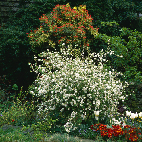 The Bride cultivar of pearl bush